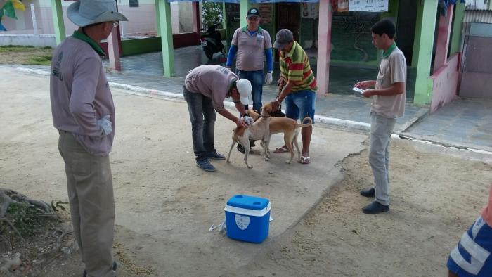 Campanha de Vacinação Antirrábica em Queimadas continua até novembro; confira o cronograma
