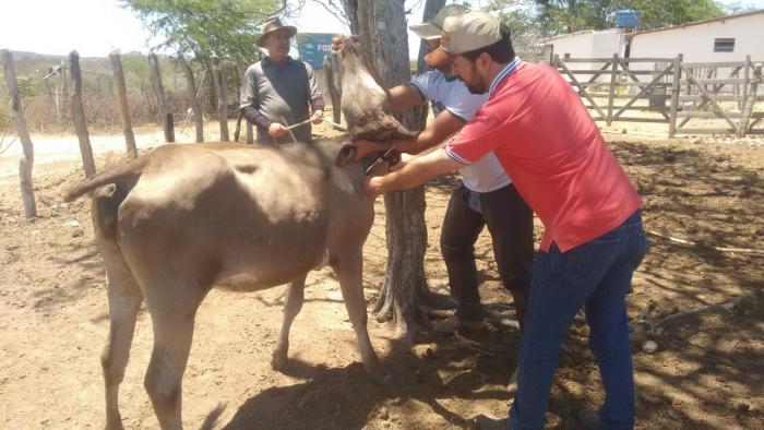 Prefeitura de Queimadas realiza vacinação contra a febre aftosa durante todo mês de novembro
