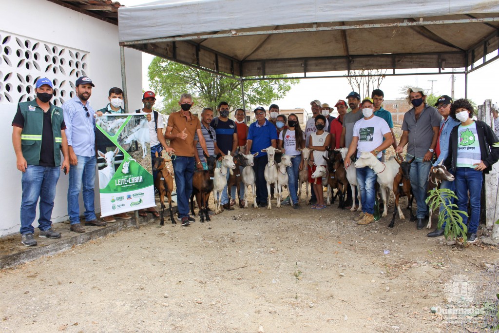 Programa Leite de Cabra: Prefeitura de Queimadas contempla produtores com entrega de animais de raças leiteiras