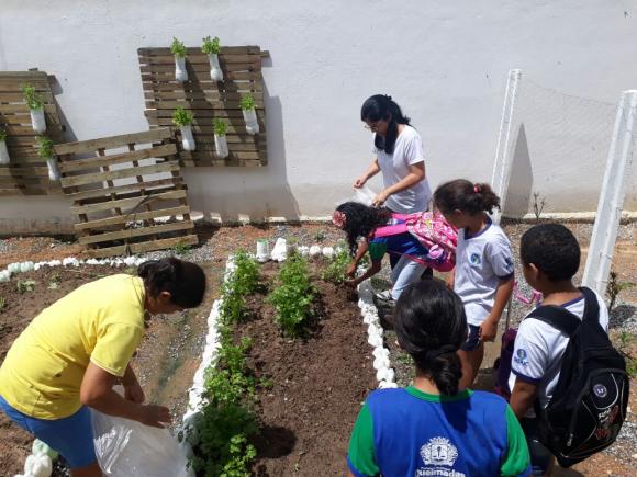 Alunos da Escola José Tavares colhem hortaliças oriundas do Projeto Horta na Escola