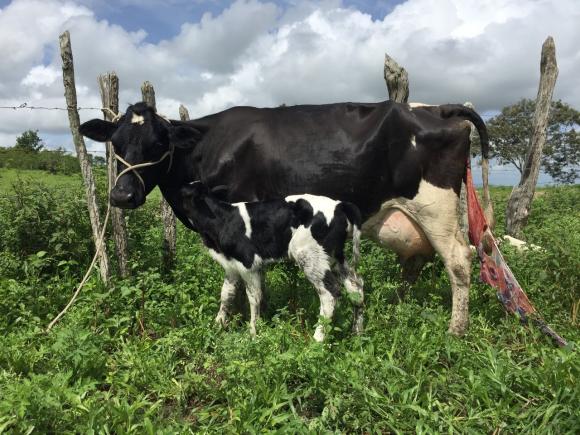 Nasce primeira bezerra de Programa de inseminação artificial em Queimadas